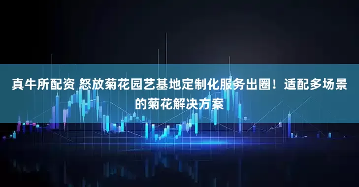 真牛所配资 怒放菊花园艺基地定制化服务出圈!适配多场景的菊花解决方案